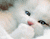 White Kitten 01