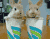 Two Naughty Rabbit